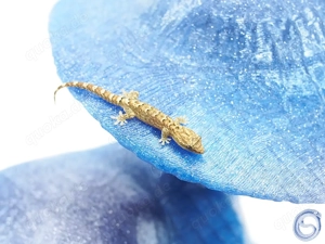 Juvenile Jungferngeckos - Lepidodactylus lugubris