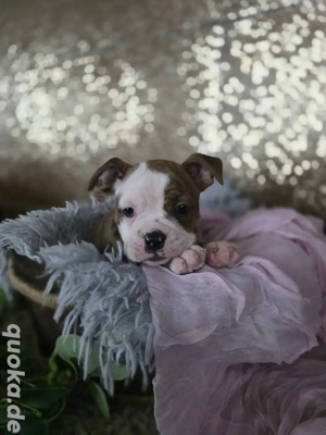 Old english Bulldogge Welpen mit Ahnentafel 
