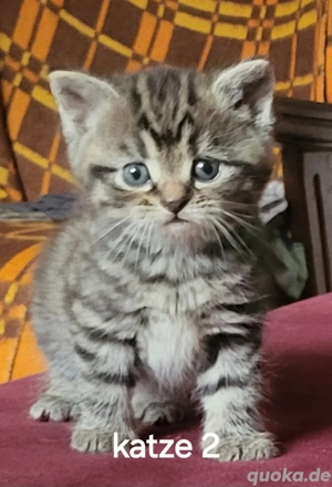 2 junge rassemix kätzchen abzugeben
