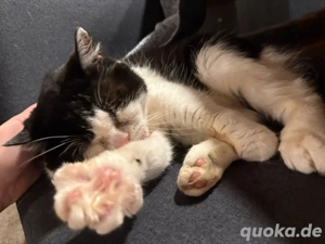 Spendenaufruf für den kleinen Felix