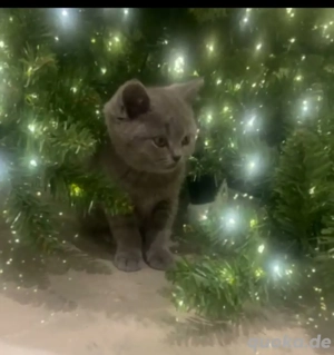 BKH Kitten Reinrassige  