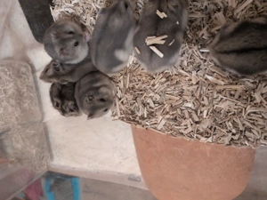 Das ungarische Zwerghamster