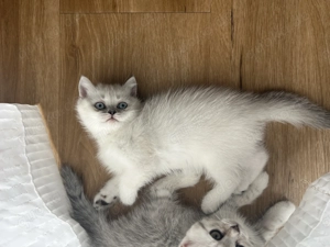 Kitten Shaded Chinchilla Point