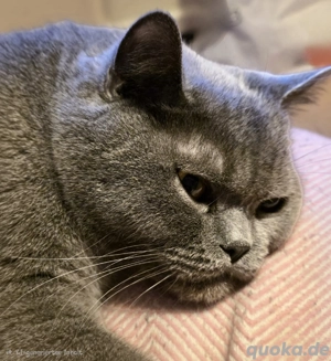 Suche Britisch Kurzhaar Katze Kater BKH