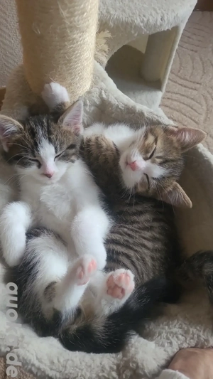 Kitten suche neues Zuhause 