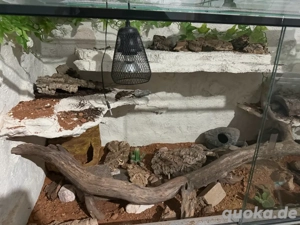 Terrarium und 3 Leopardgeckos
