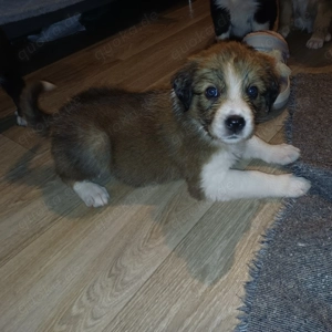 Golden Retriever Mix   Border Collie Welpen