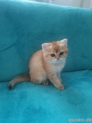 BKH-Kitten in Black Golden Shell 