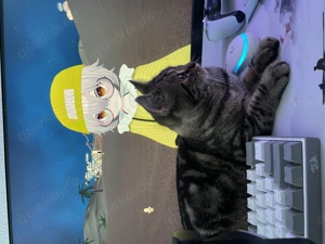 Hauskatze mix zu verkaufen 