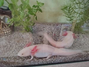Axolotl Jungtiere 