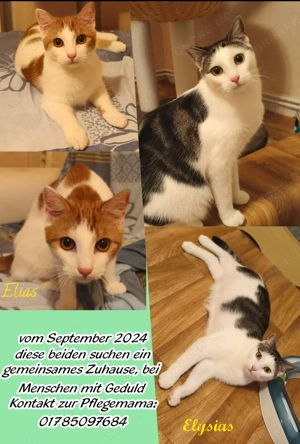 Kätzchen zu vermitteln 