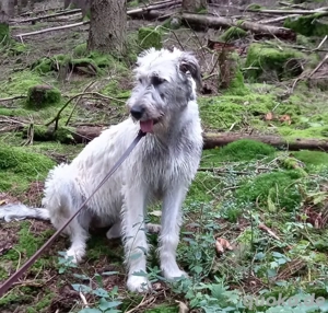 Irish Wolfhound Deckrüde gesucht
