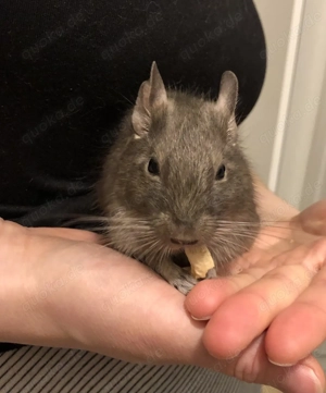 Zutrauliches Degu Weibchen sucht neues Zuhause