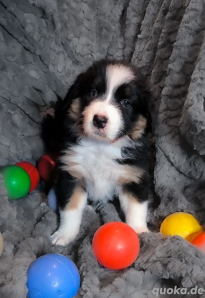Australian Shepherd Welpen (ASCA)