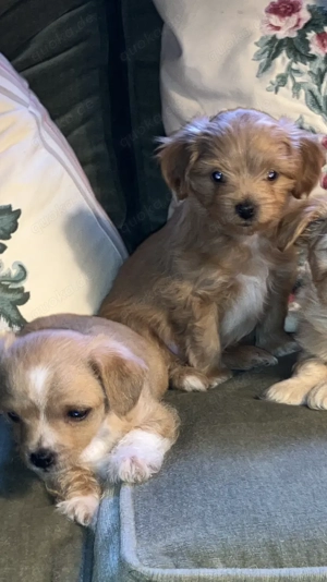 IMaltipoo (Toypudel Malteser) Chihuahua Mix Welpen 