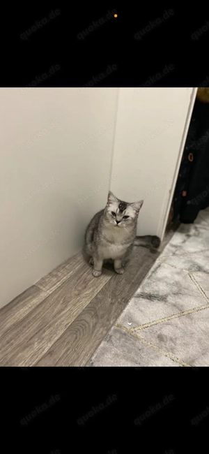 Diva braucht ein neues Zuhause 