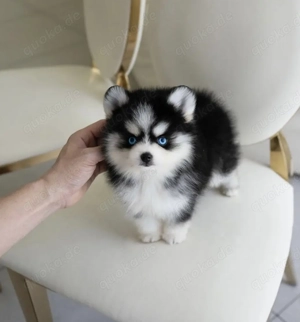 Angelic Niedliche Mini-Pomsky-Welpen zu verkaufen!!