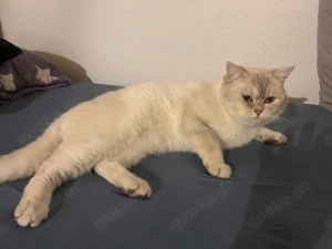 Exklusiver BKH-Deckkater   gesund, gepflegt, wohnungshaltend