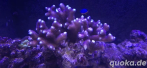 Stylophora pistillata Milka Meerwasser Nachzucht Koralle