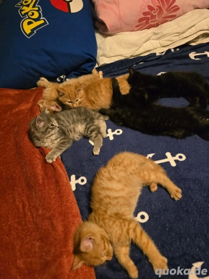 Aufdringliche Schmuser zu vermitteln 