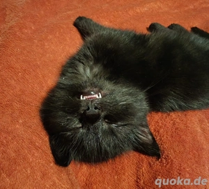 Aufdringliche Schmuser zu vermitteln 