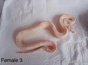 Boa Consrtictor Imperator Sharp Snowglow Flamingo S Line Bild 6