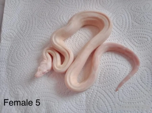 Boa Consrtictor Imperator Sharp Snowglow Flamingo S Line Bild 3