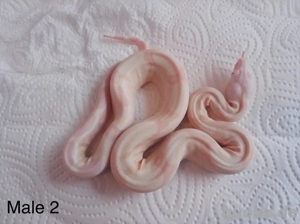 Boa Consrtictor Imperator Sharp Snowglow Flamingo S Line Bild 2