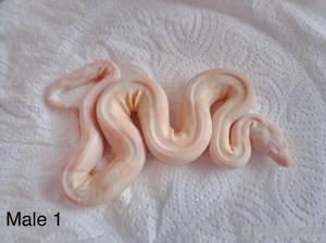 Boa Consrtictor Imperator Sharp Snowglow Flamingo S Line Bild 5