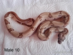 Boa Consrtictor Imperator Sharp Snowglow Flamingo S Line Bild 4