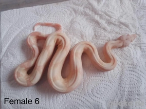 Boa Consrtictor Imperator Sharp Snowglow Flamingo S Line Bild 9