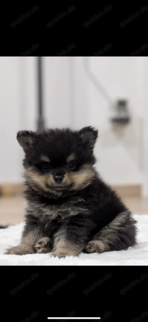 Pomeranian Boo Kleinspitz 