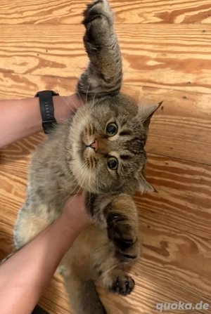 Deckkater Little Tiger BKH Golden Getigert