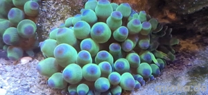 grüne Minianemonen Blasenanemone Entacmaea Meerwasser Nachzucht Koralle