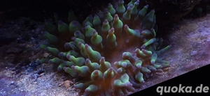 grüne Minianemonen Blasenanemone Entacmaea Meerwasser Nachzucht Koralle