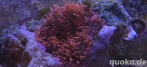 Kupferanemone rot Entacmaea quadricolor Meerwasser Nachzucht Koralle