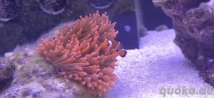Kupferanemone rot Entacmaea quadricolor Meerwasser Nachzucht Koralle Bild 2