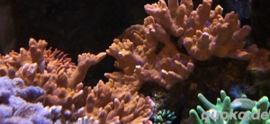 Montipora Digitata Orange Meerwasser Nachzucht Koralle