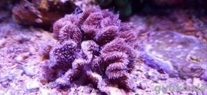 Pavona decussata Meerwasser Nachzucht Koralle