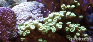 Caulastrea gelb grün mint Meerwasser Nachzucht Koralle