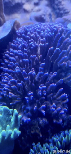 Montipora digitata lila blau Meerwasser Nachzucht Koralle