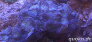 Scheibenanemonen Discosoma Stock Meerwasser Nachzucht Koralle