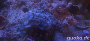 Scheibenanemonen Discosoma Stock Meerwasser Nachzucht Koralle Bild 2