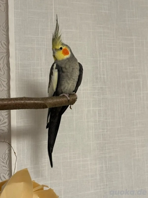 Nymphensittiche Hahn 2 Jahre alt