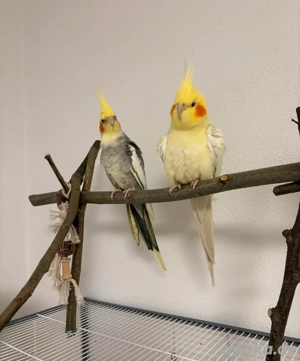 Nymphensittiche unterschiedlichen Alters