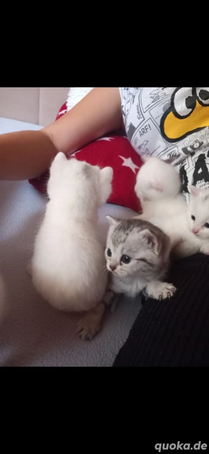 Europäische kurzhaar babykatze 