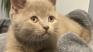 BKH Kitten Junge  Lilac  reinrassig 