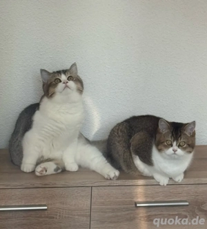zwei wunderschöne Reinrassige BKH Kitten in seltenen Farben