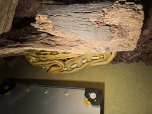 Netzpython Bild 4