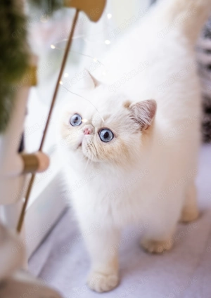 Wunderschöne Exotic shorthair Kitten mit Stammbaum